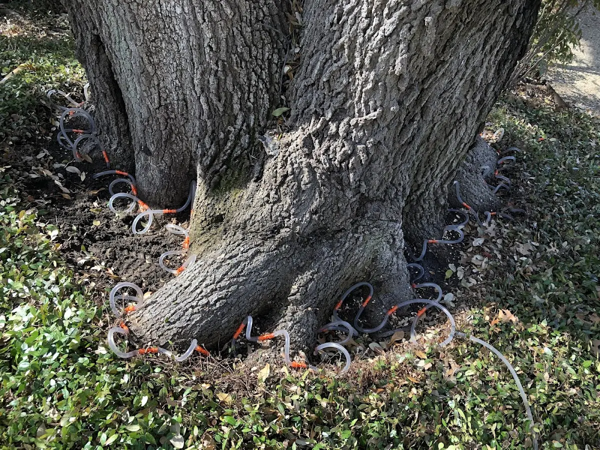 Detailed Tree Cabling and Bracing job site in Greenwood Lake