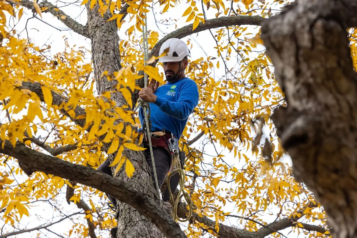 Skilled Tree Pruning crew working in Greenwood Lake